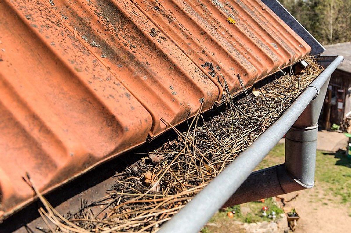 Gouttière bouchée par des débris sous une toiture en tuiles